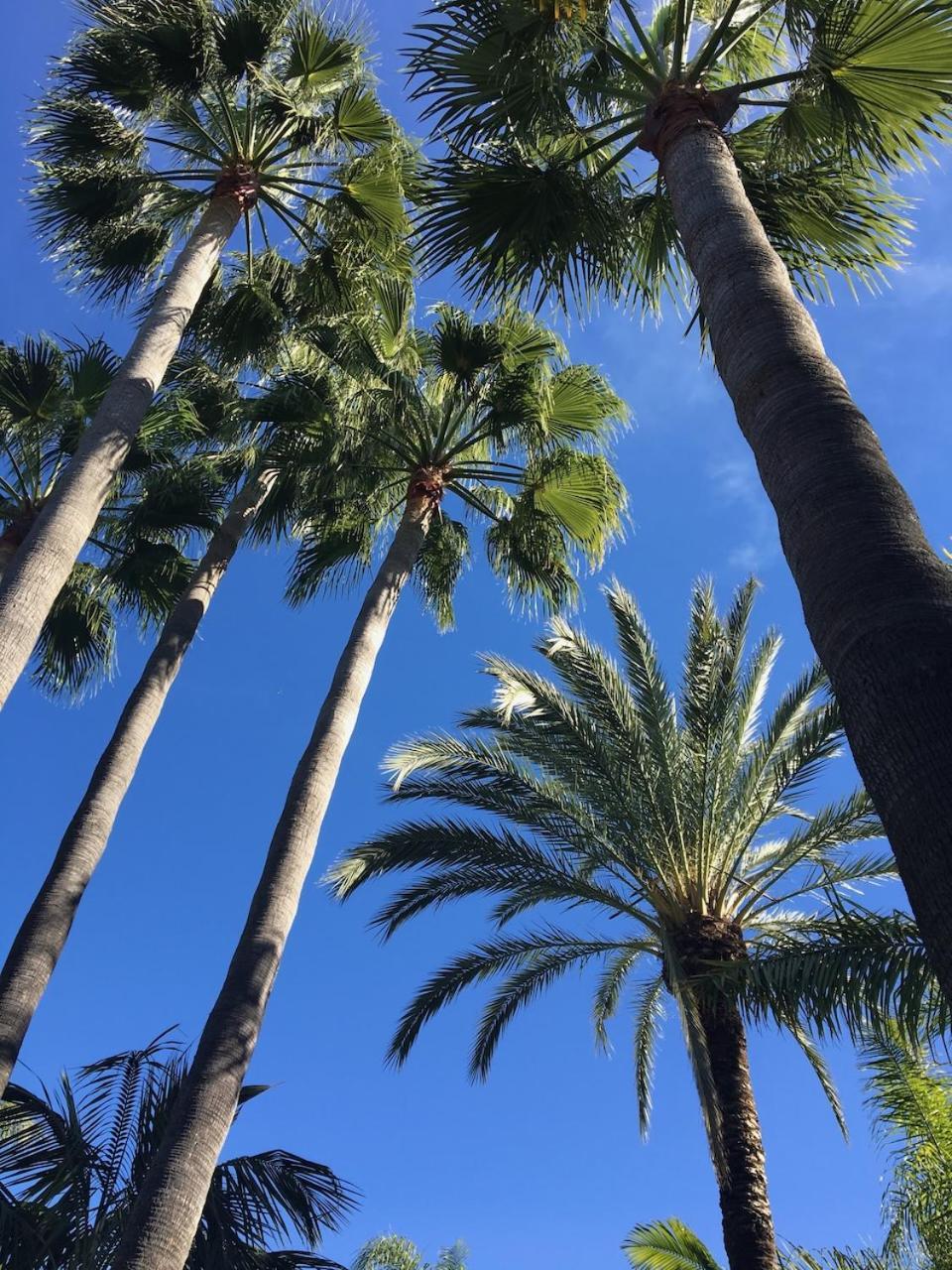 In A Palm Tree Plantation * Marbella