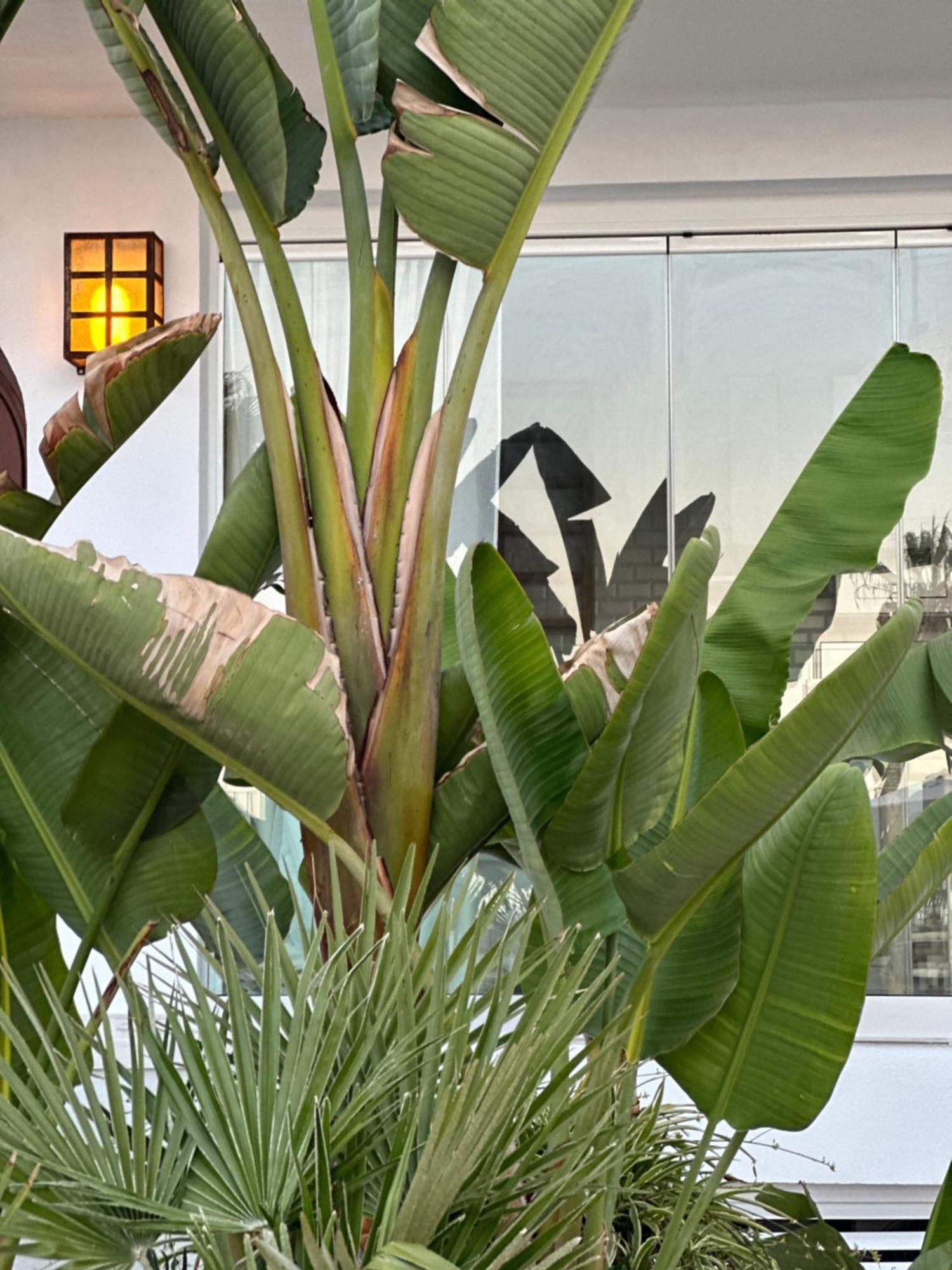 Linda Vista Marbella