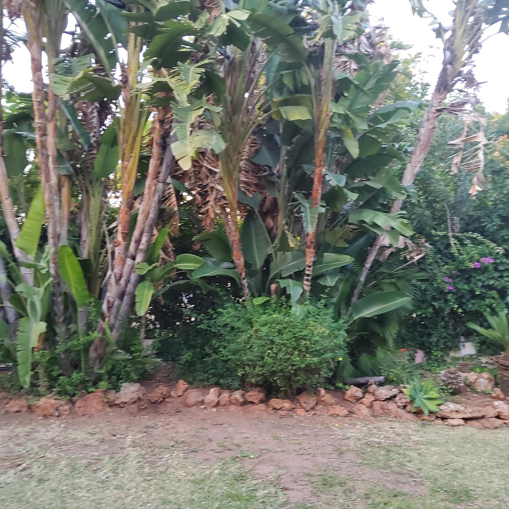 The Enchanted Fairy Forest * Marbella