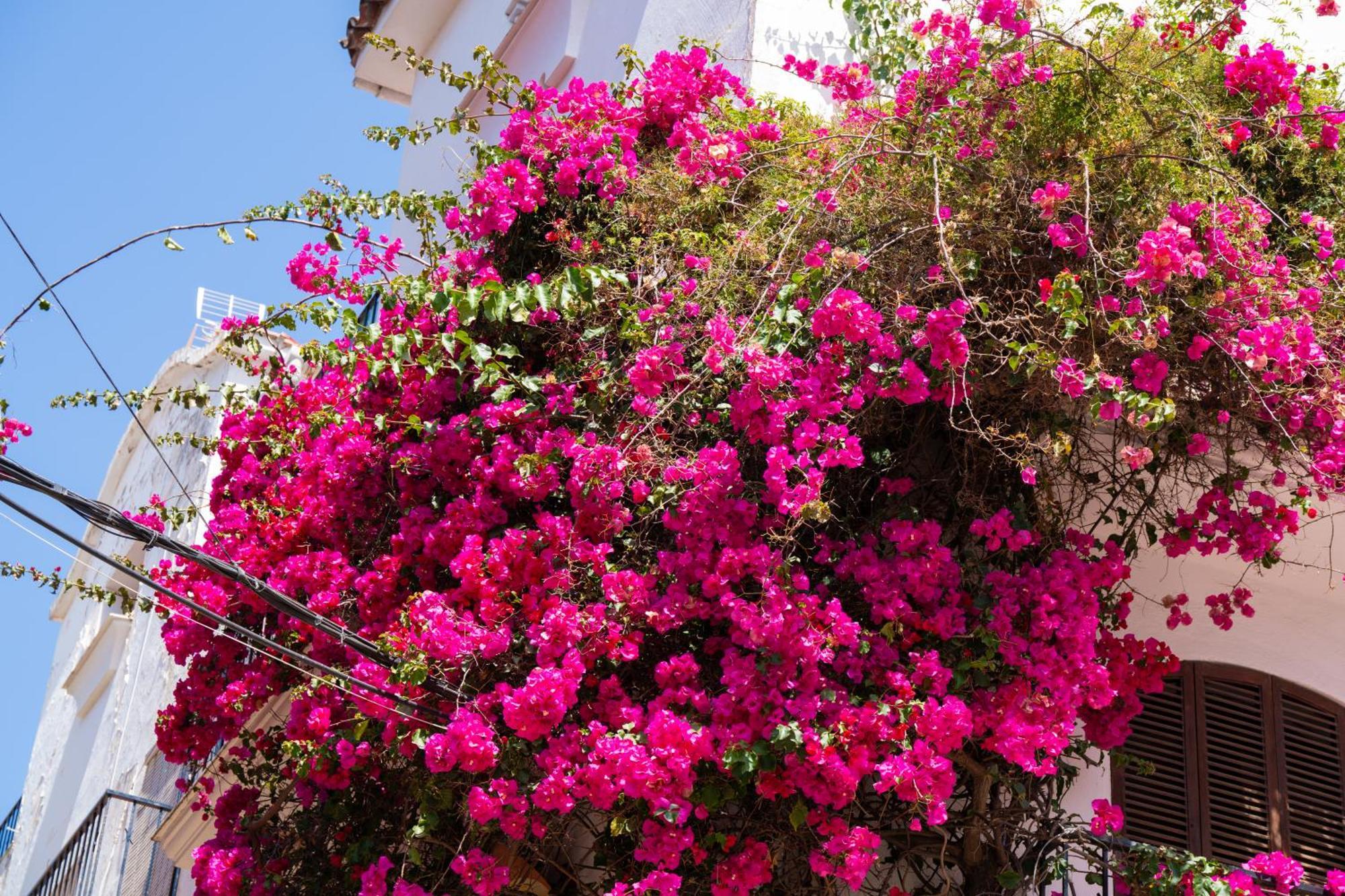Oasis Lomas Del Club * Marbella